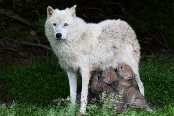 Little cubs in nature with a she-wolf