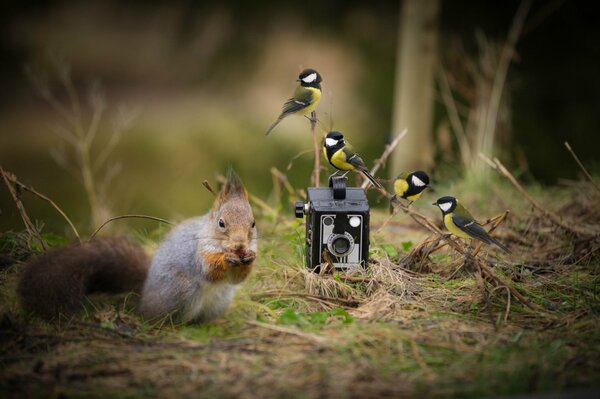 Weiß isst eine Nuss im Wald vor dem Hintergrund einer Kamera und eines Vogels