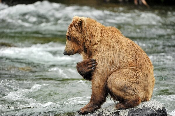 El oso entre las gotas de rocío se ralentizó el tiempo en el río orando por el agua