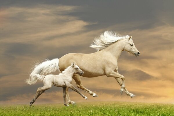 Les chevaux qui courent. Cheval et son fils