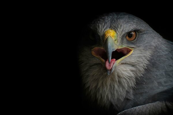 Falcon Mira a la cámara con la polla abierta