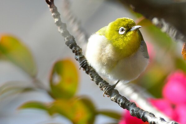 Uccello con piumaggio giallo su un ramo con fiori rosa