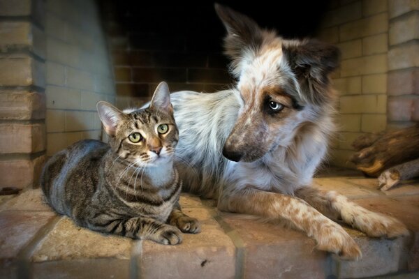 Amitié animale. Chat et chien