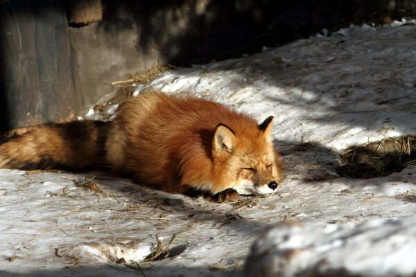 Le renard s est figé avant un saut prolongé