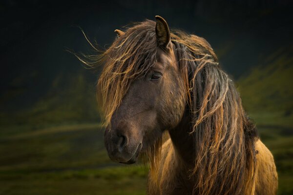 Caballo con melena larga