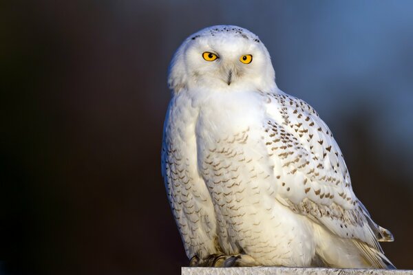 The white polar owl is sitting on guard