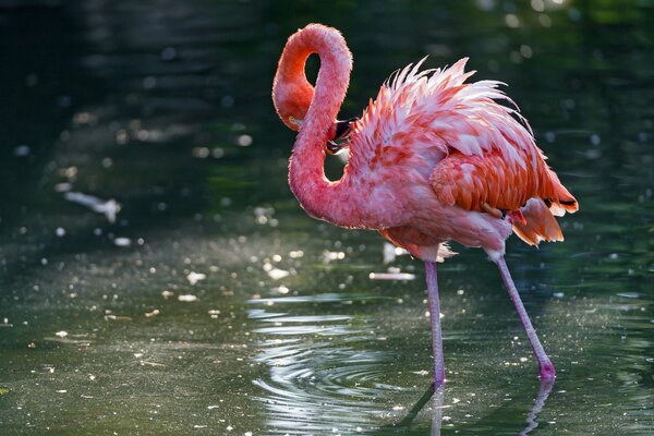 Pink flamingo bird in the water