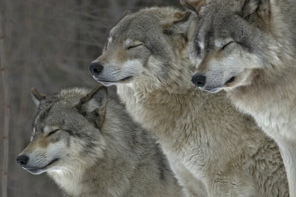 La famiglia dei lupi sta insieme