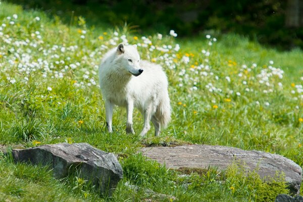 Weißer Wolf im Feld