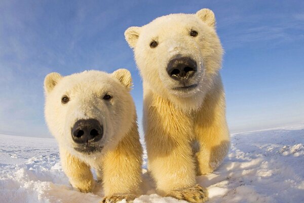 Two white bears in the snow