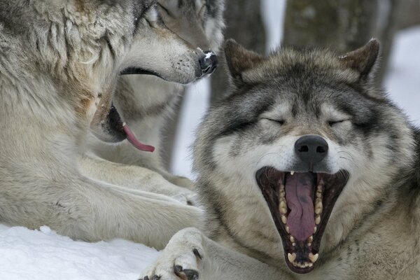 Linda pareja de lobos canadienses