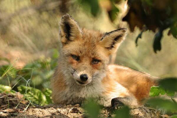 Renard roux se trouve sur l herbe