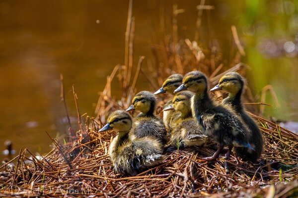 Une couvée de petits canetons attend maman avec de la nourriture