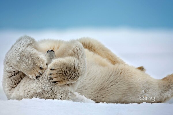 A polar bear lies and holds its paws to its head