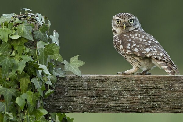 An owl sitting on a fence in the yard