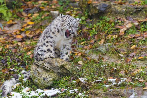 Schneeleopard, wo der Stein im Herbst ist und Blätter