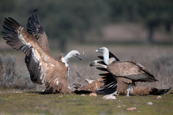 A vulture flapping its wings among other birds