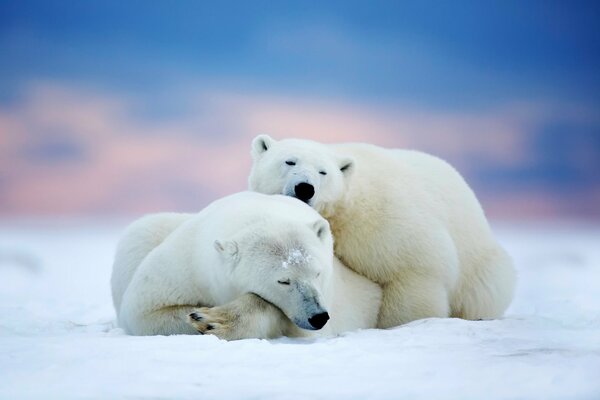 Photo d un couple d ours polaires dormant dans la neige