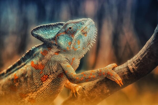 Caméléon aux couleurs vives est assis sur une branche