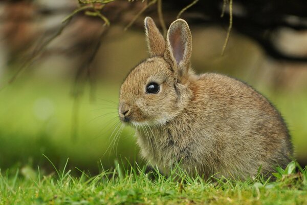 Ein kleines Kaninchen sitzt auf dem Rasen