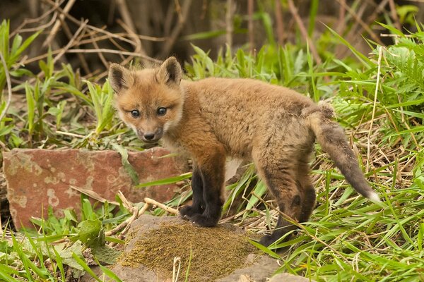 Photo d un petit renard sur une pierre