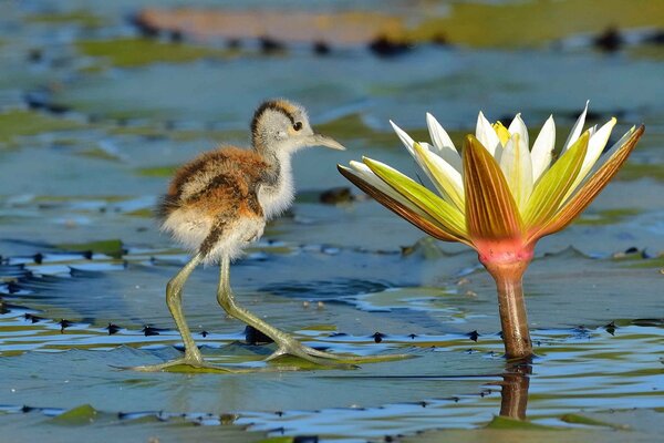Neugieriger Vogel neben einer Lotusblume
