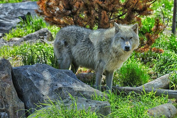 Le loup se promène sur un terrain rocheux