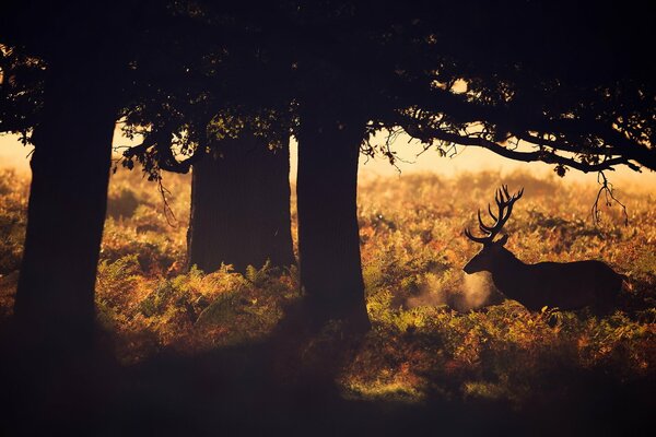 Deer at dawn in the forest