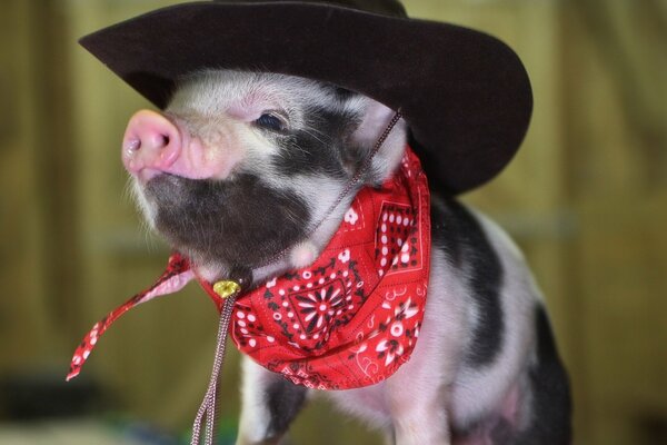 A piglet in a black cowboy hat