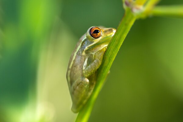 Makro-Frosch auf grünem Stiel