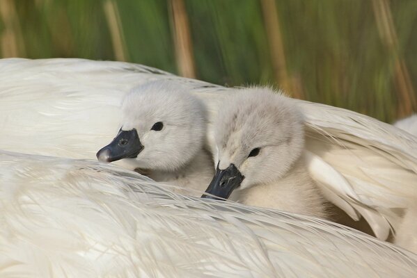 Poussins de cygne blanc sous l aile