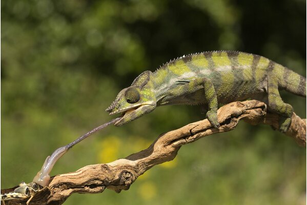 Chameleon tongue on a tree branch photo