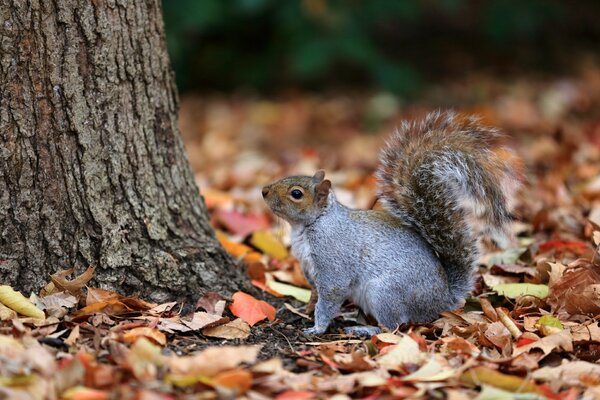 A gray squirrel sitting on fallen autumn leaves