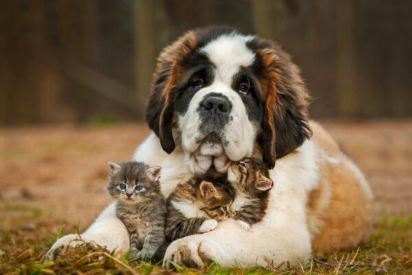 Perro y gatitos. San Bernardo cuida gatitos