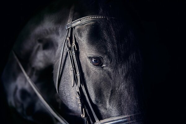 The beautiful eye of the black horse