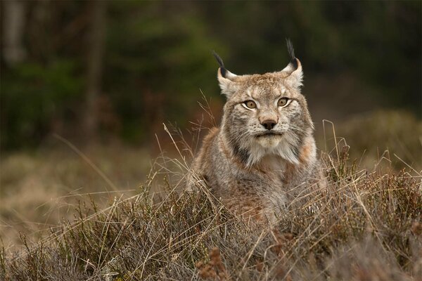 Lynx peeks out from behind the dry grass