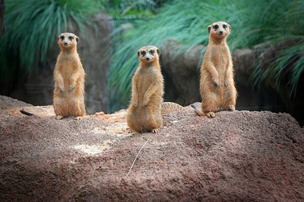 Three meerkats stand in a rack