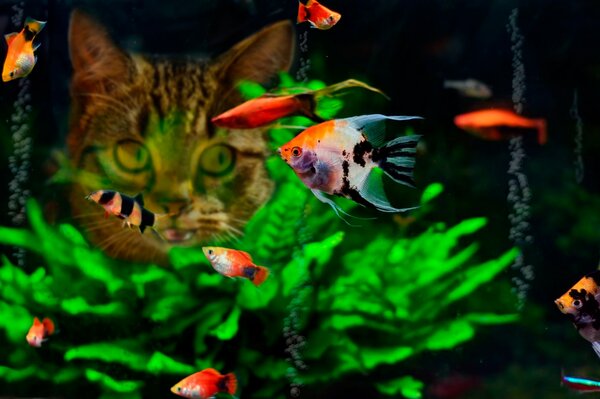 Komus looks at a fish in the aquarium