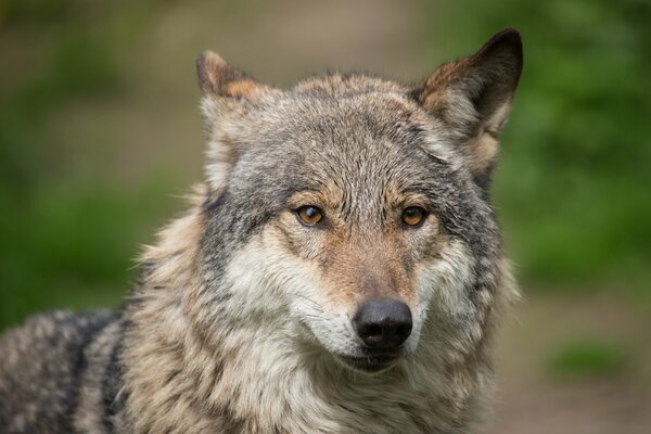 Lupo grigio con uno sguardo arrabbiato