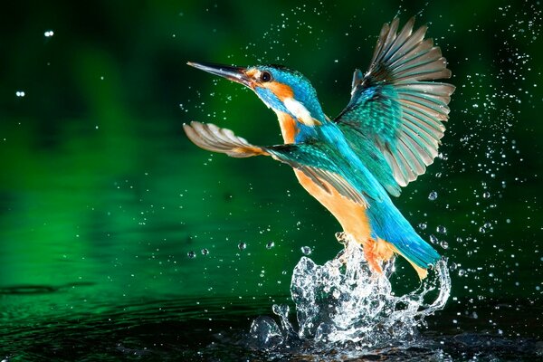 Vogel Eisvogel spritzt im Wasser