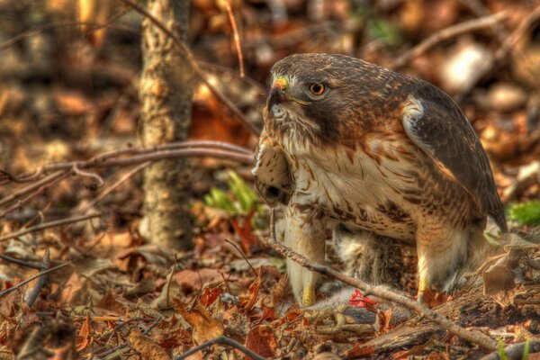 Der rotschwänzige Sarych aus den Zweigen verdreht das Nest