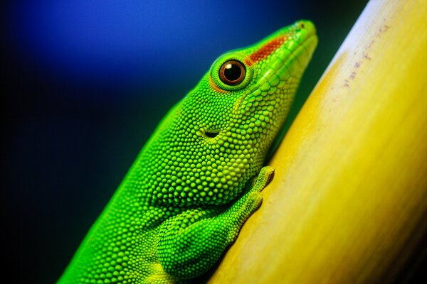 Photo of a lizard s eye up close