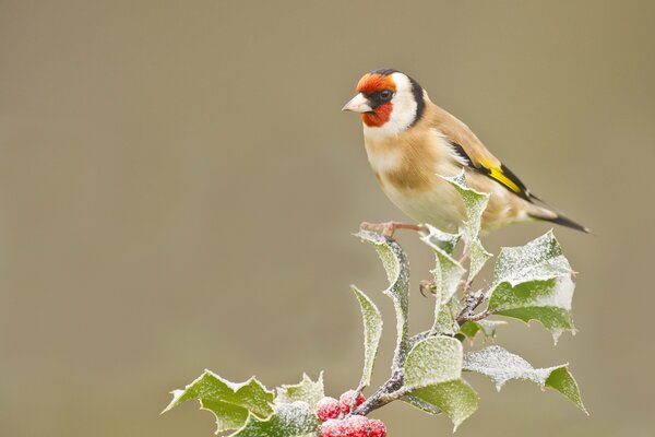 Goldfinch on a branch with berries in frost