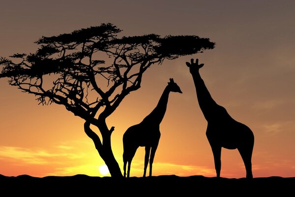 Two giraffes at sunset near a tree