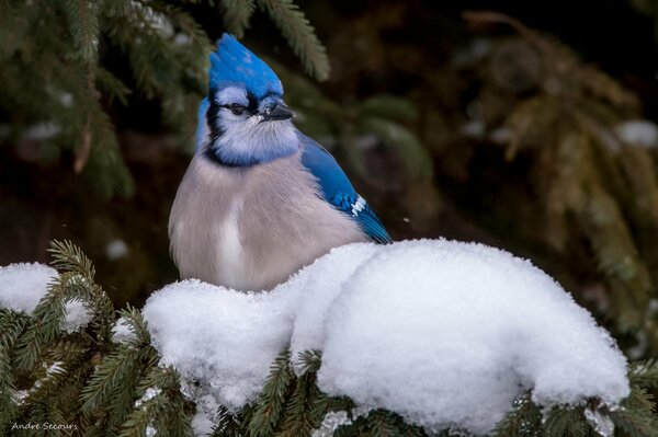 Blauer Eichelhäher auf einer schneebedeckten Fichtenpfote