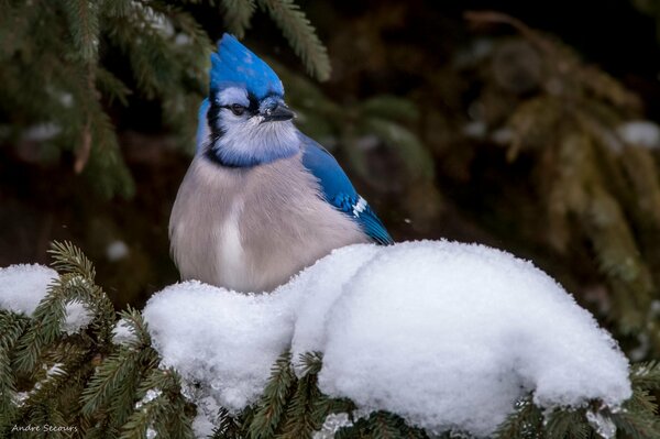 Blue jay on a snowy spruce paw