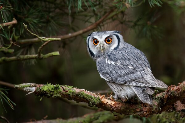 Owl on a branch in the forest