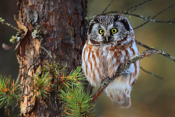 Eule im Wald auf einem Ast