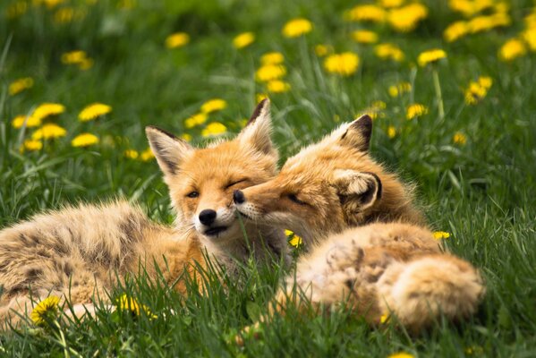 Foxes in love play on the lawn