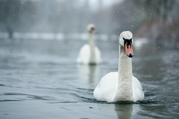 Schöne Schwäne schwimmen auf dem See